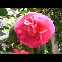 Theacees - Camellia Japonica cv. Drama Girl (2)